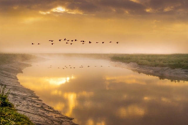 birds-in-flight-5366034_640